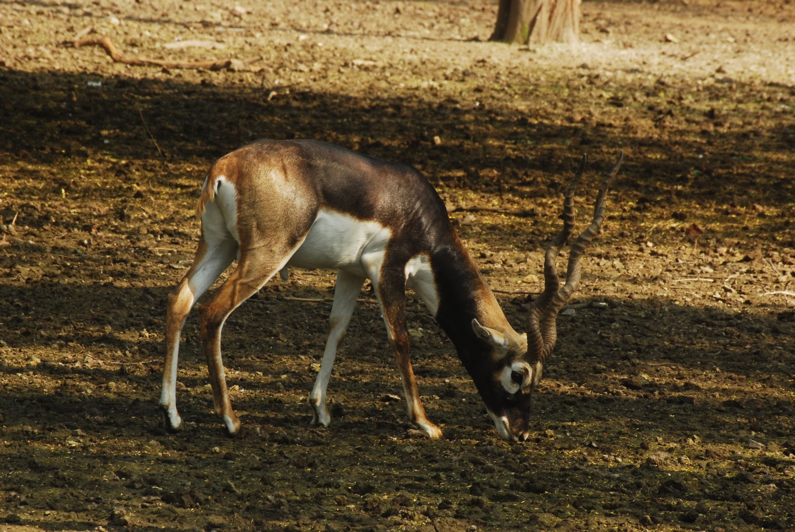 National Zoological Park 