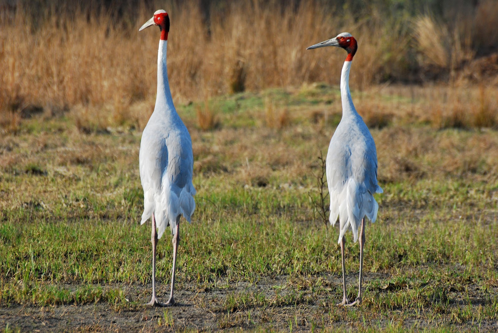Sultanpur National Park